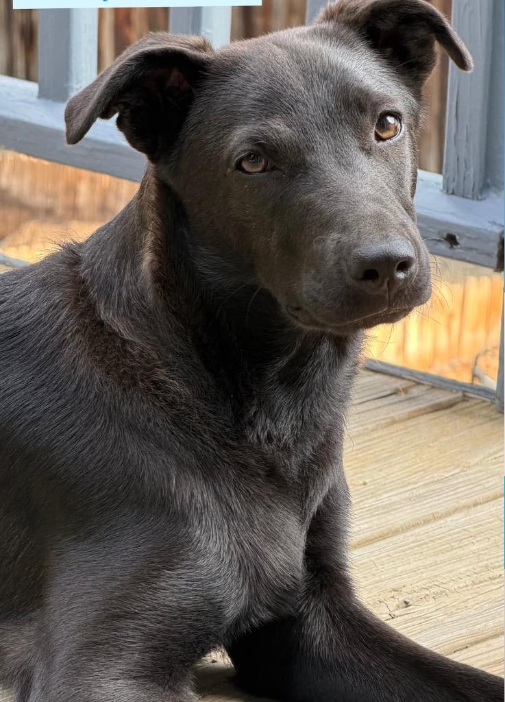 Moo-Shu, a Adoptable mixed breed in Fort Lupton, CO image 1/6