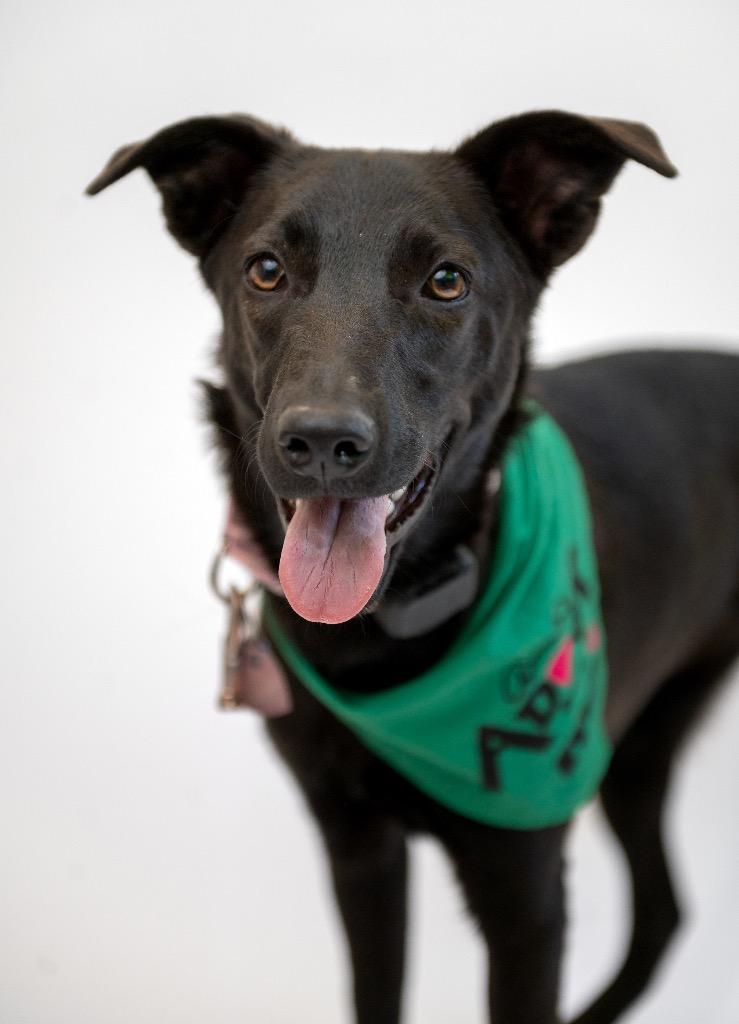 Moo-Shu, a Adoptable mixed breed in Fort Lupton, CO image 2/6