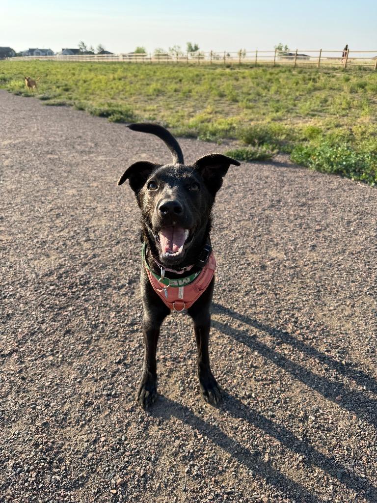 Enlarge Moo-Shu, a Adoptable mixed breed in Fort Lupton, CO image 4/6