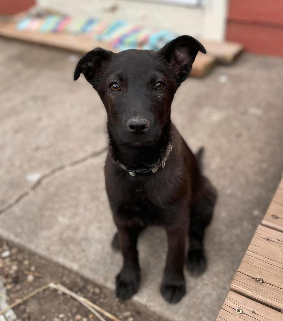 Moo-Shu, a Adoptable mixed breed in Fort Lupton, CO image 5/6