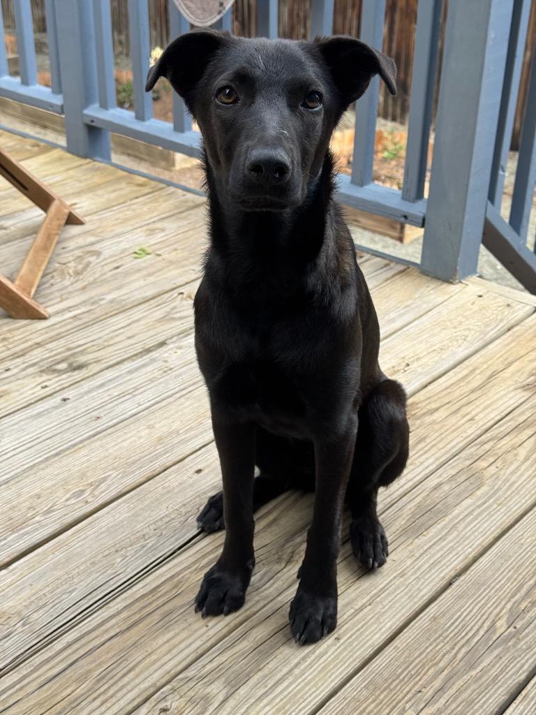 Moo-Shu, a Adoptable mixed breed in Fort Lupton, CO image 6/6