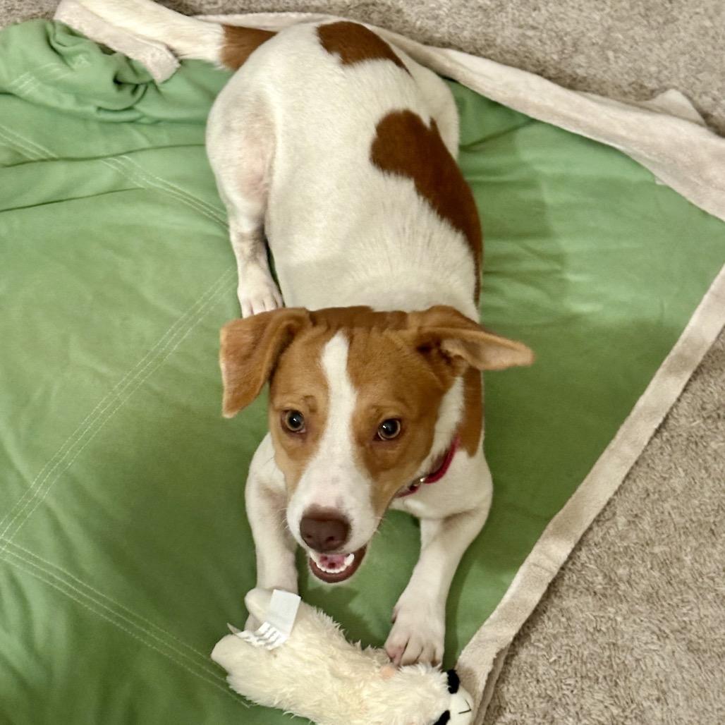 Enlarge Sadie, a Adoptable mixed breed in San Diego, CA image 1/6