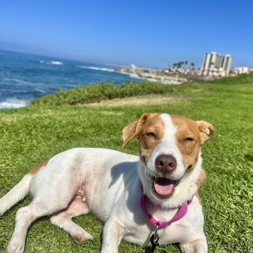 Enlarge Sadie, a Adoptable mixed breed in San Diego, CA image 2/6