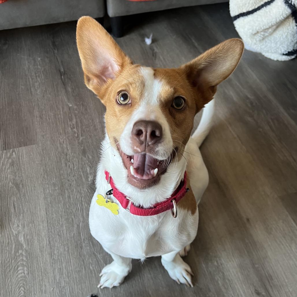 Enlarge Sadie, a Adoptable mixed breed in San Diego, CA image 3/6