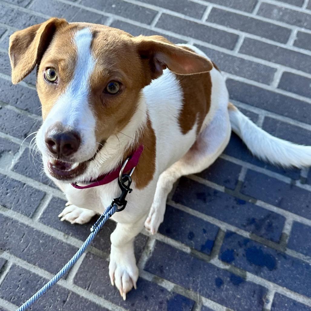 Enlarge Sadie, a Adoptable mixed breed in San Diego, CA image 4/6