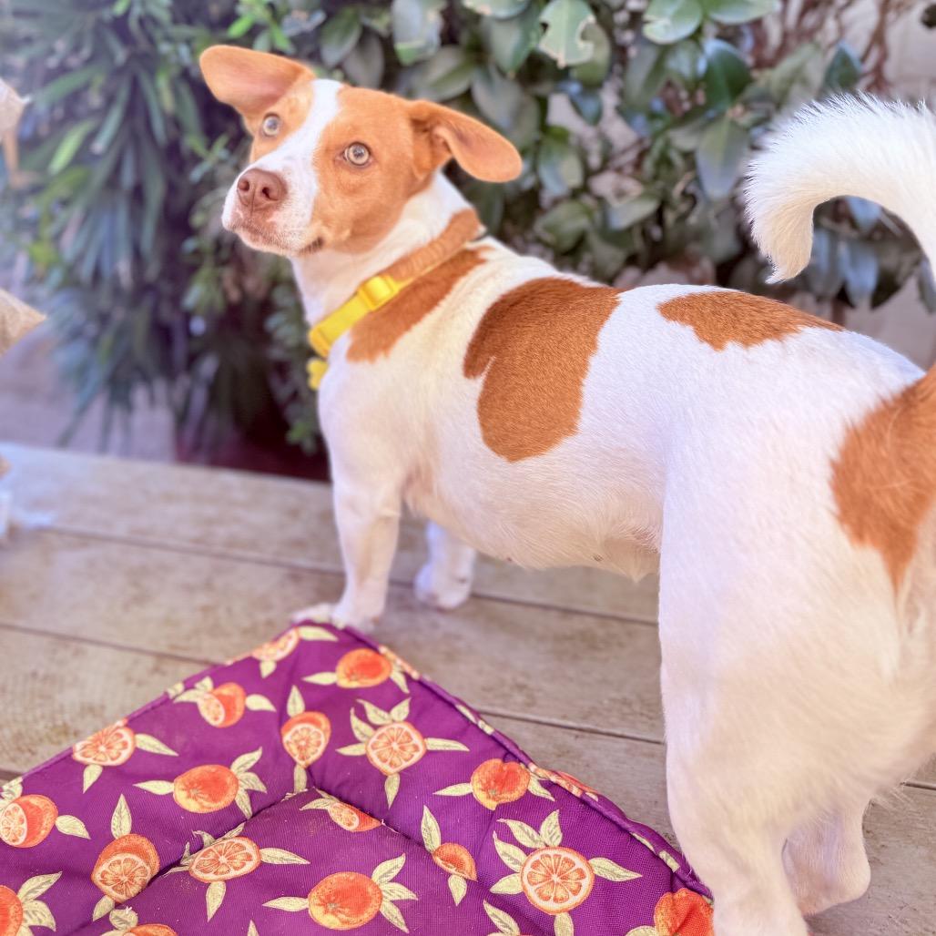 Enlarge Sadie, a Adoptable mixed breed in San Diego, CA image 5/6