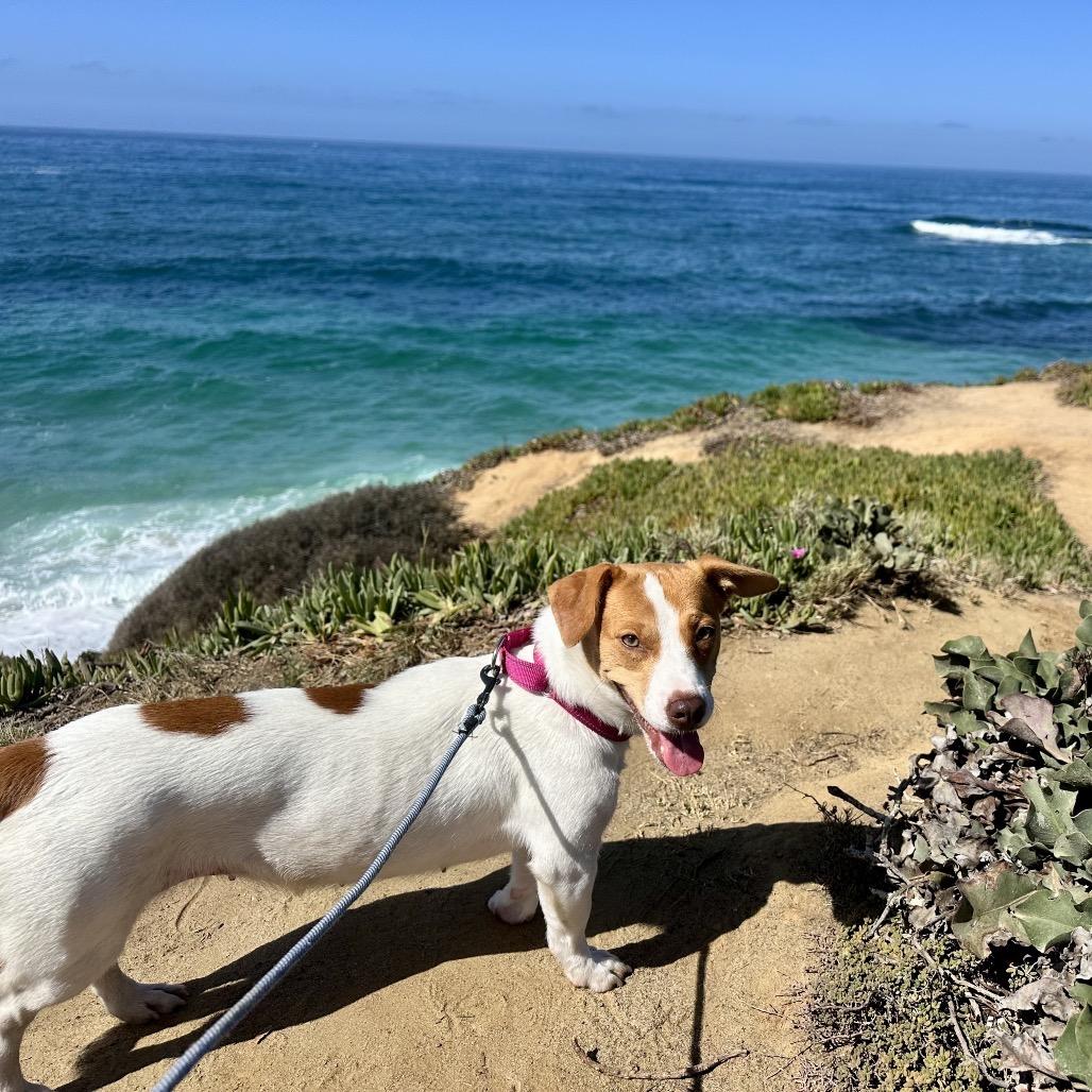 Enlarge Sadie, a Adoptable mixed breed in San Diego, CA image 6/6