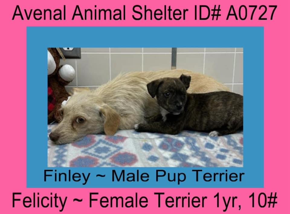 Enlarge Felicity (mom) Finley (baby), a Adopted Terrier in Avenal, CA image 1/1