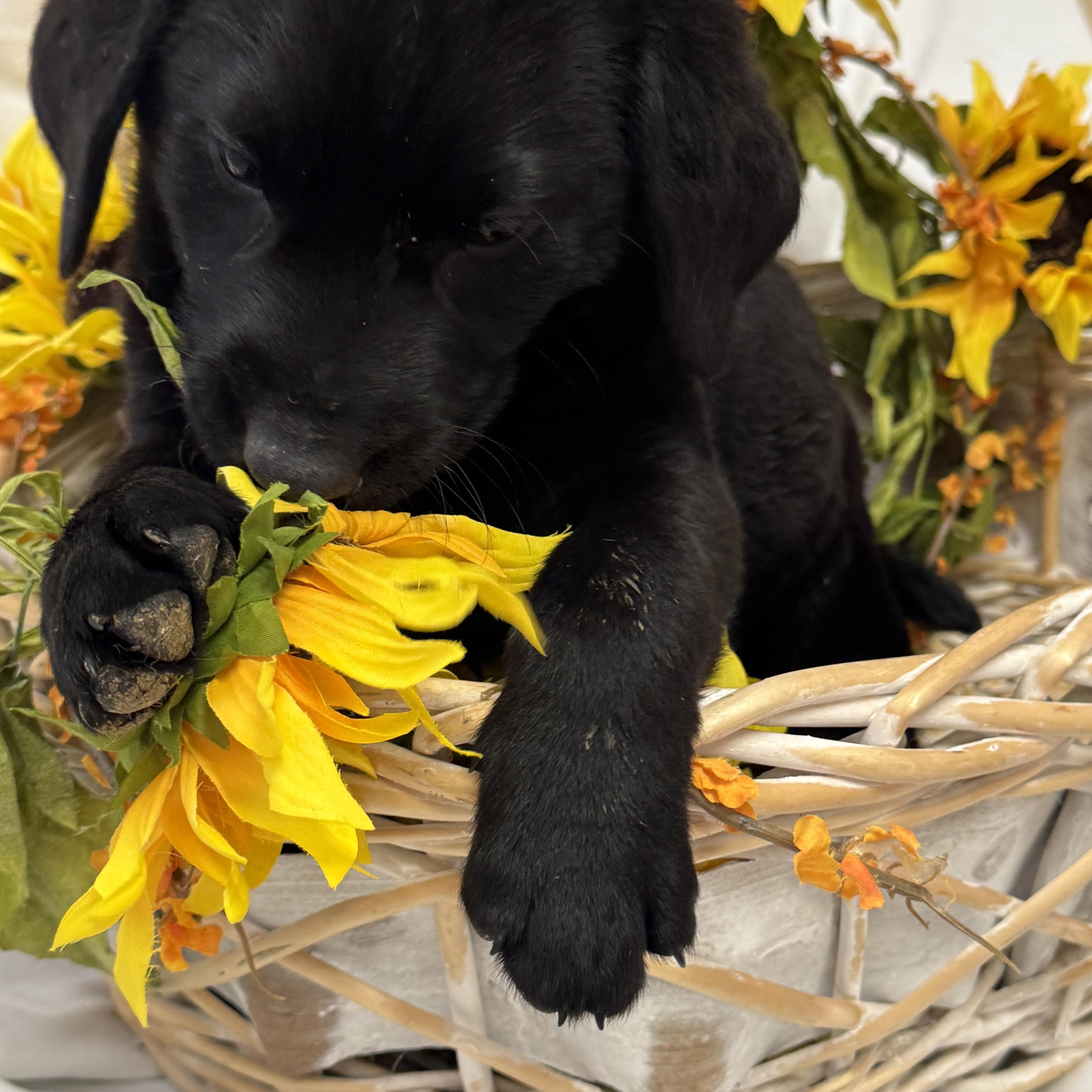 Enlarge Able, an adopted Black Labrador Retriever in Haslet, TX image 1/4