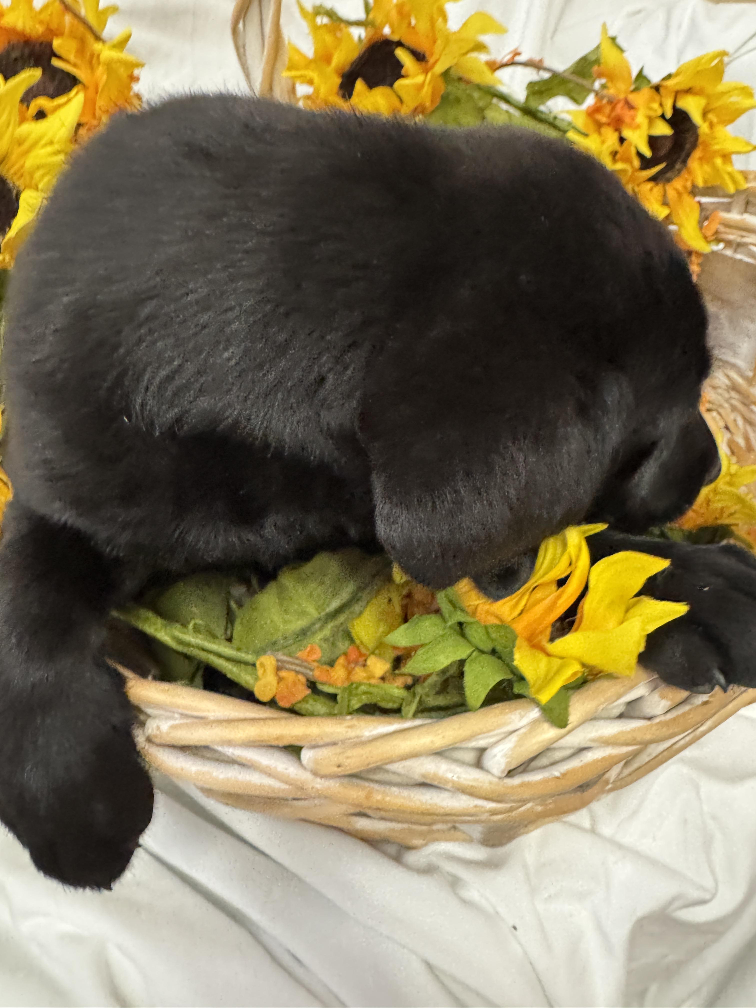 Enlarge Able, an adopted Black Labrador Retriever in Haslet, TX image 3/4