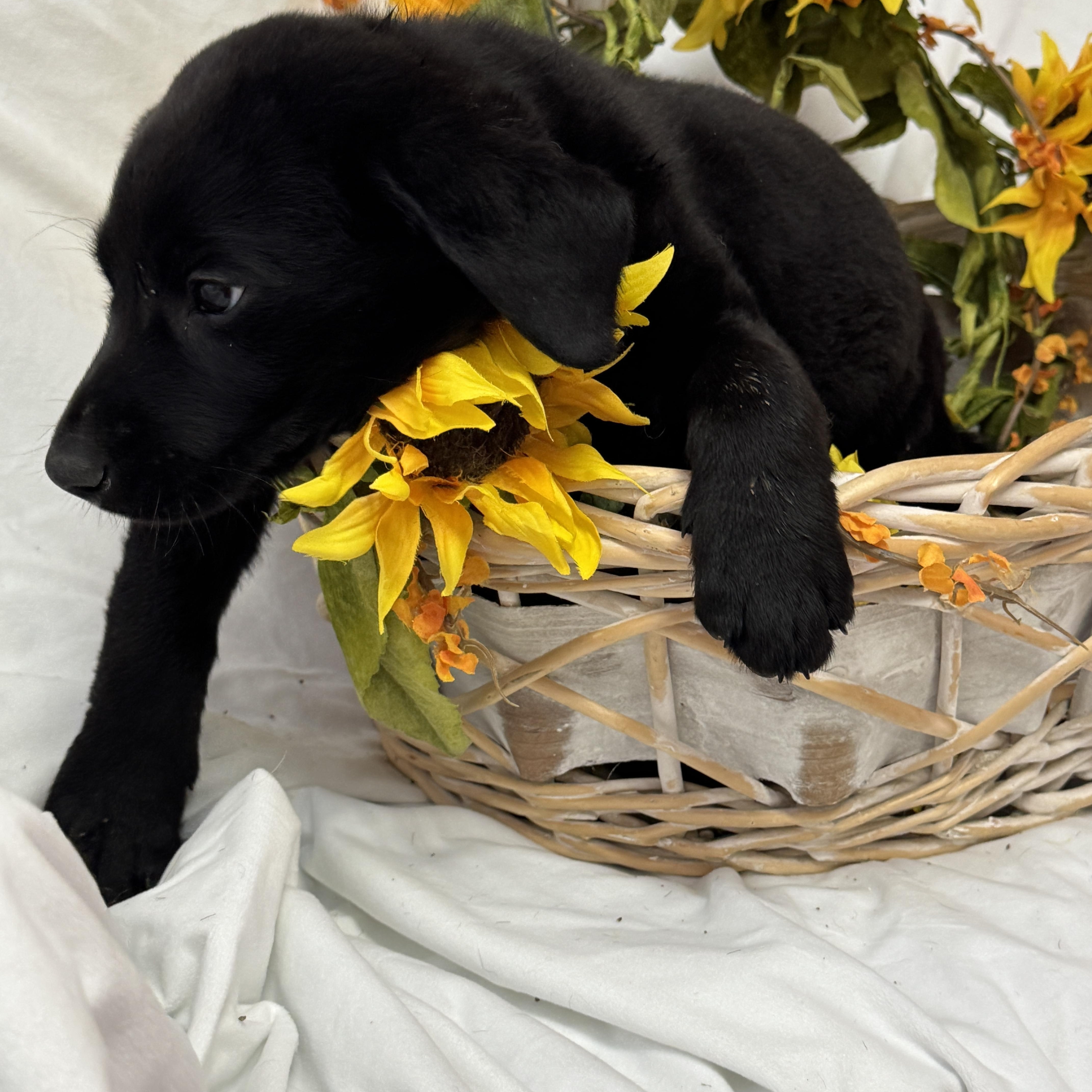 Enlarge Able, an adopted Black Labrador Retriever in Haslet, TX image 2/4