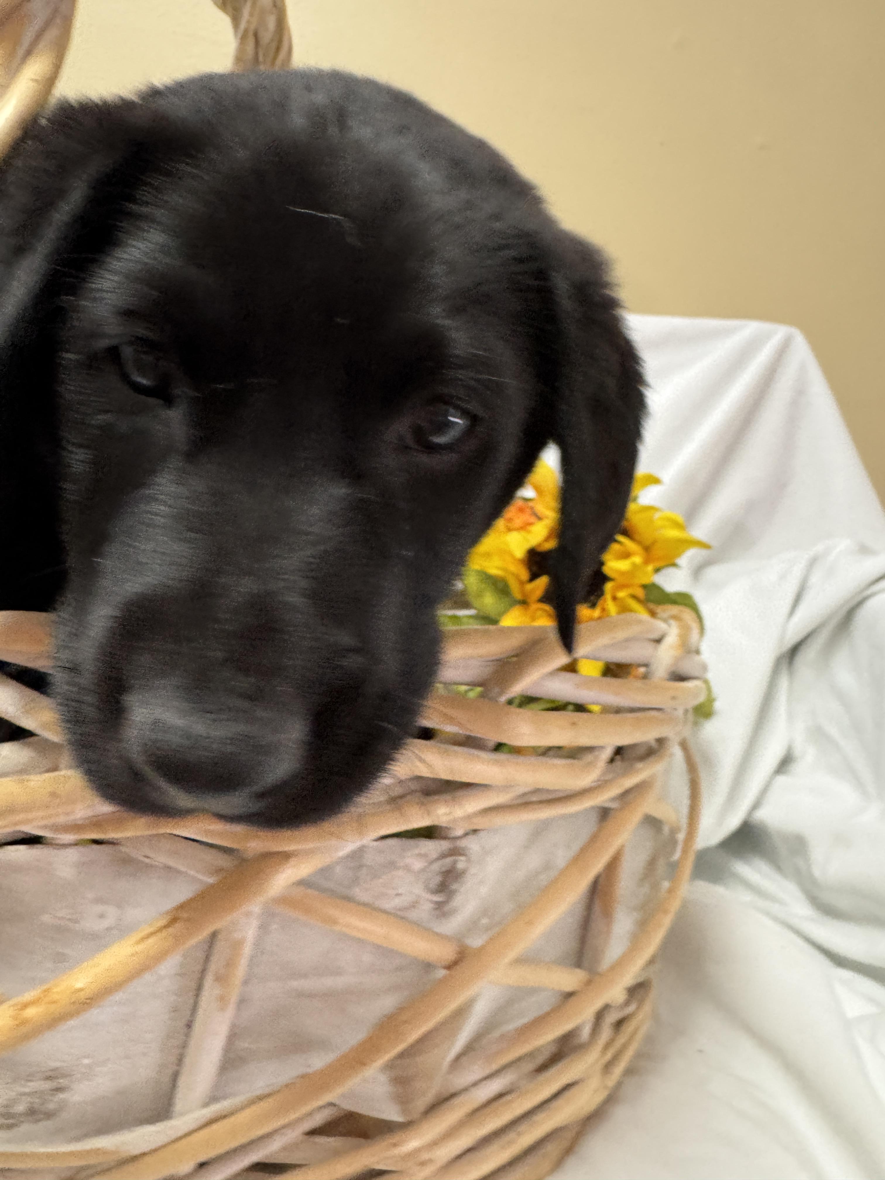 Enlarge Able, an adopted Black Labrador Retriever in Haslet, TX image 4/4