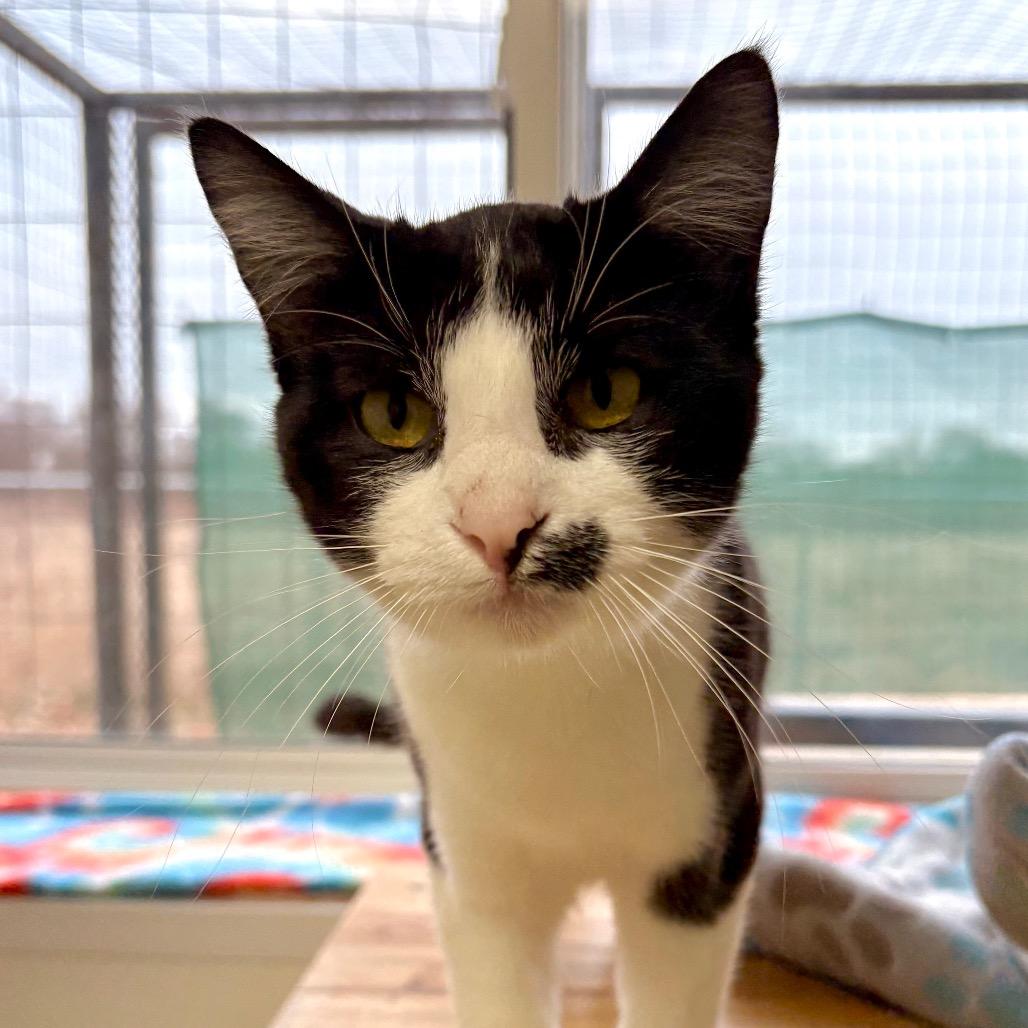 Violet, Adoptable, Young Female Domestic Short Hair.