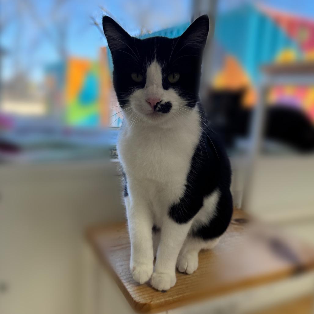 Enlarge Violet, a Adoptable Domestic Short Hair in Enid, OK image 2/4