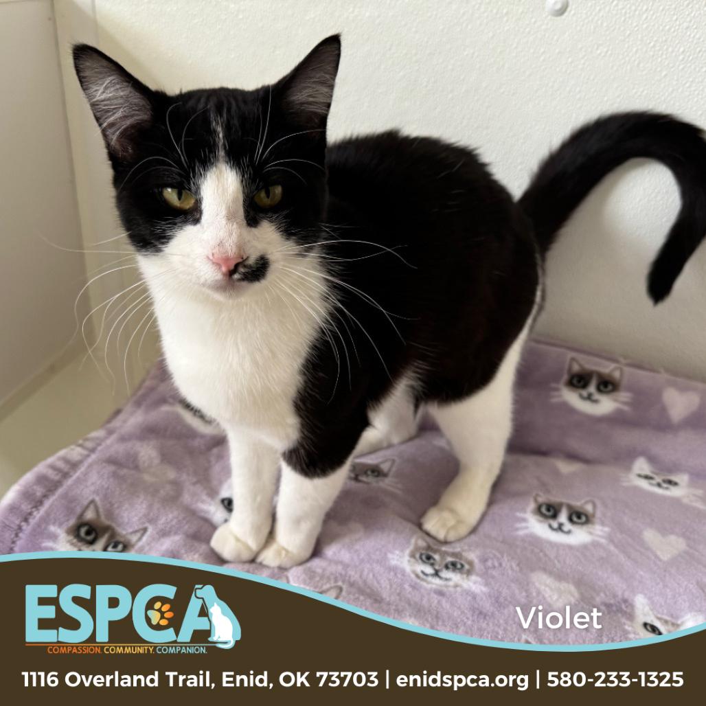 Enlarge Violet, a Adoptable Domestic Short Hair in Enid, OK image 3/4