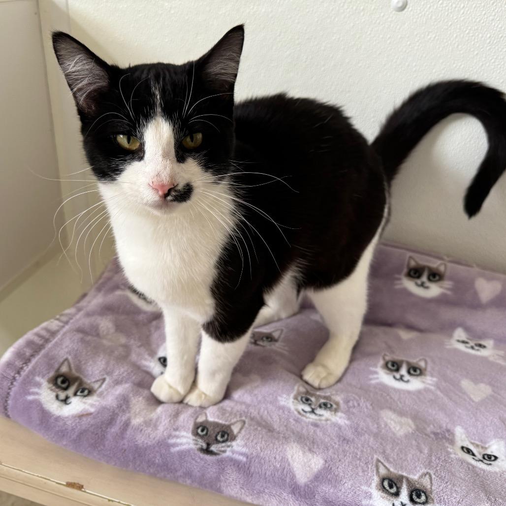 Enlarge Violet, a Adoptable Domestic Short Hair in Enid, OK image 2/2