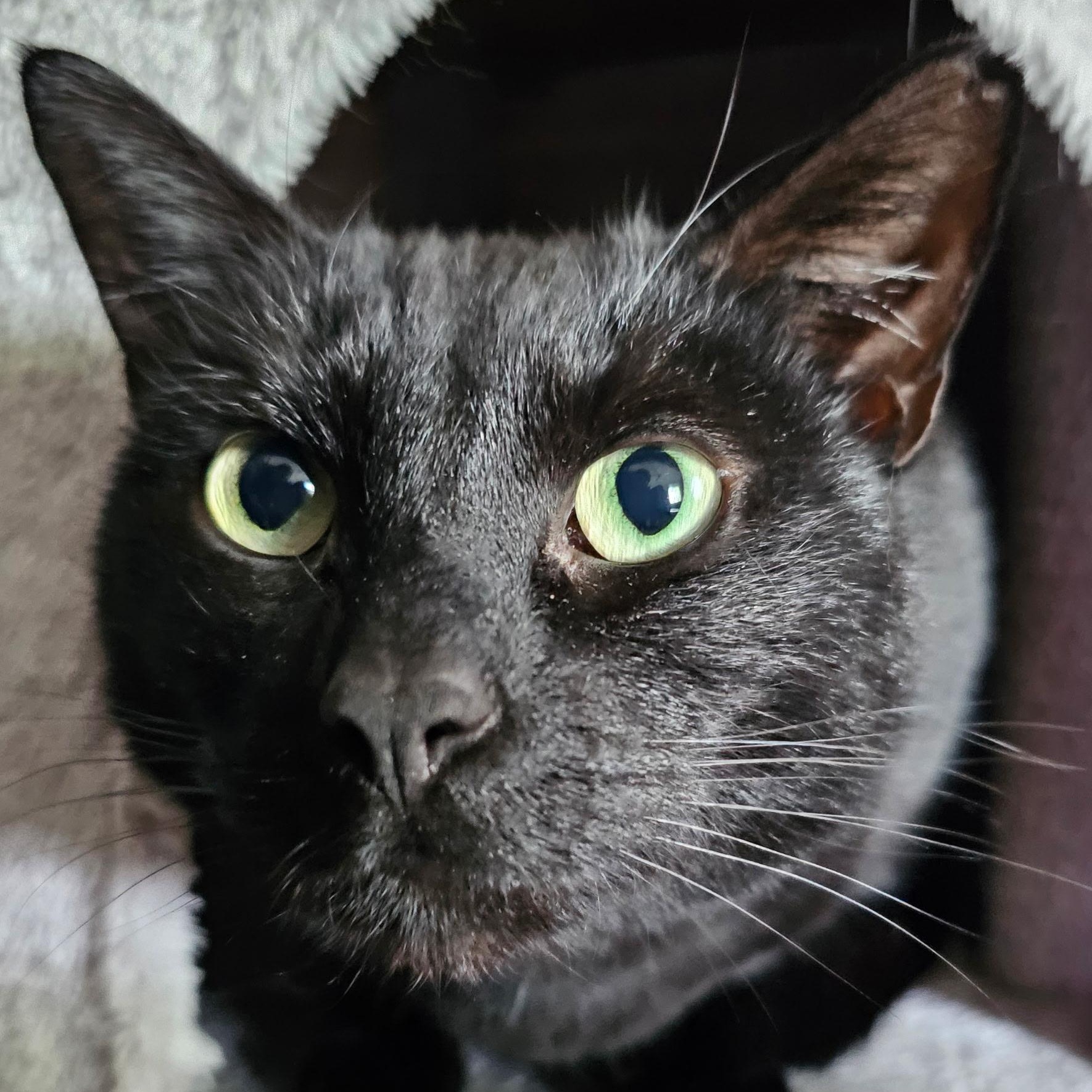 Enlarge Cinder , a ADOPTABLE Cornish Rex in Westland, MI image 4/5