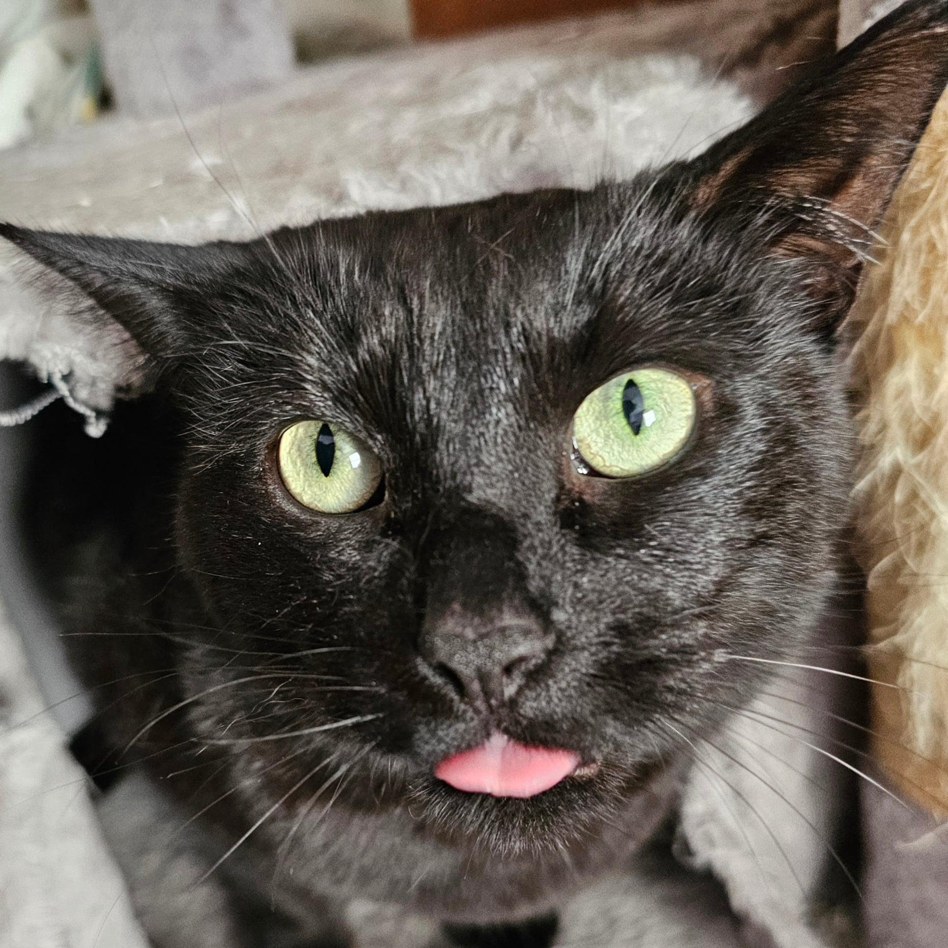 Enlarge Cinder , a ADOPTABLE Cornish Rex in Westland, MI image 1/5