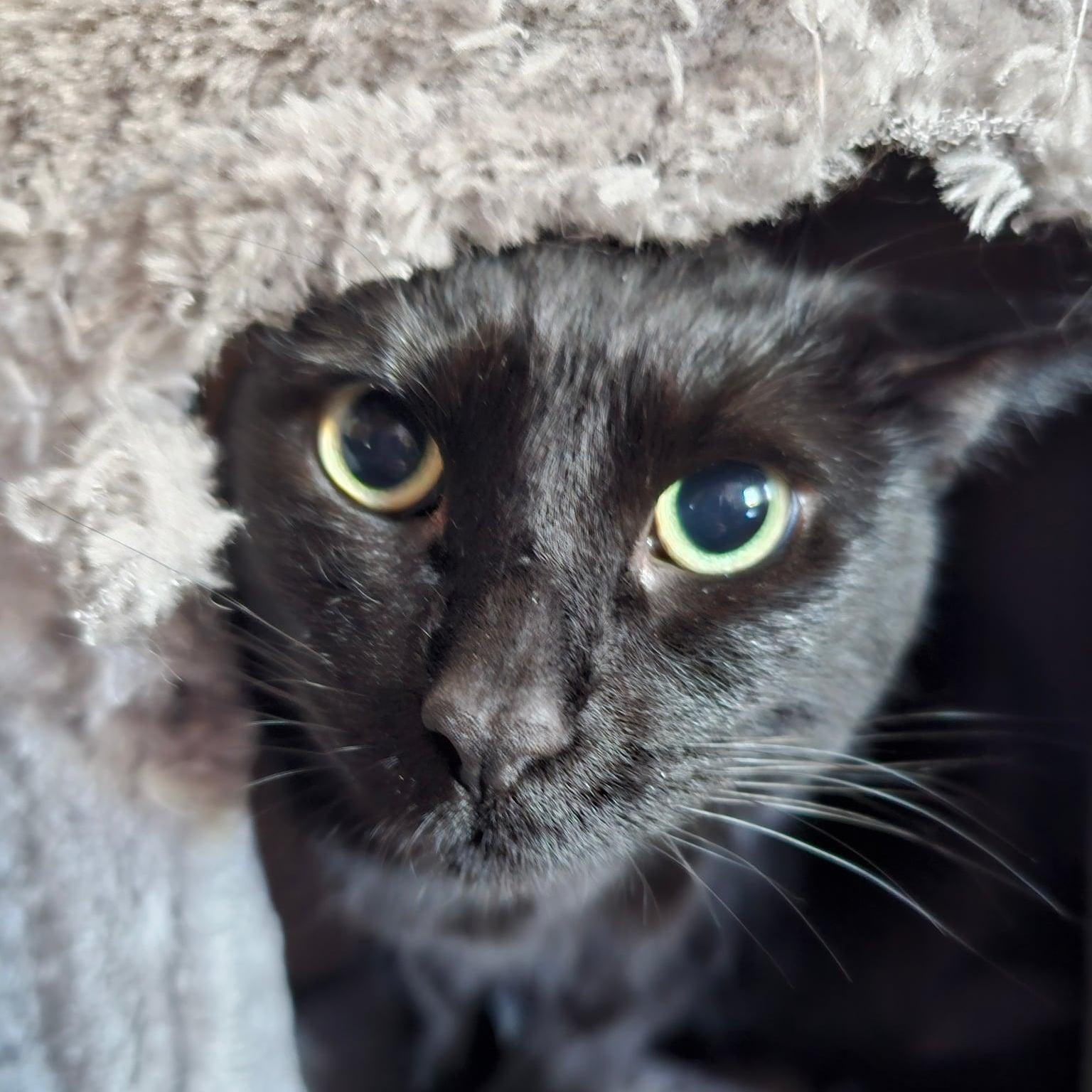 Enlarge Cinder , a ADOPTABLE Cornish Rex in Westland, MI image 2/5
