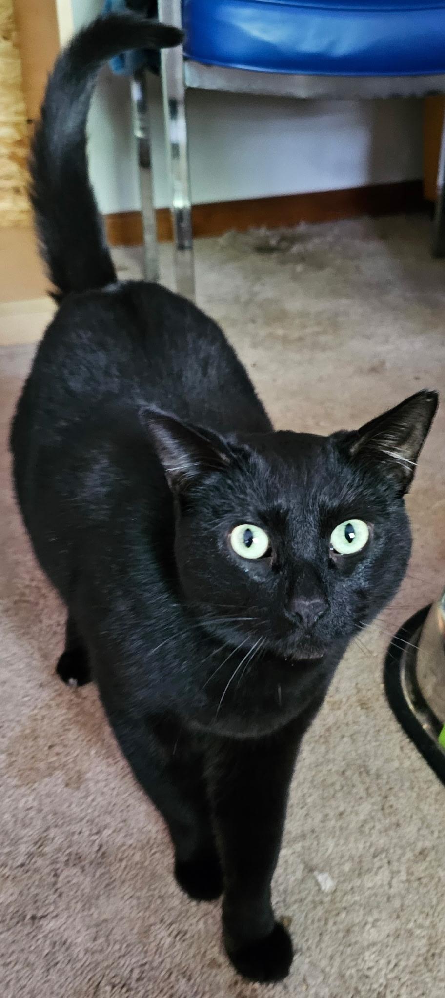 Enlarge Cinder , a ADOPTABLE Cornish Rex in Westland, MI image 5/5