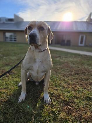 General, a Adoptable mixed breed in Longview, TX image 1/3