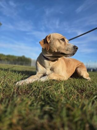 General, a Adoptable mixed breed in Longview, TX image 2/3