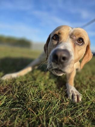 General, a Adoptable mixed breed in Longview, TX image 3/3
