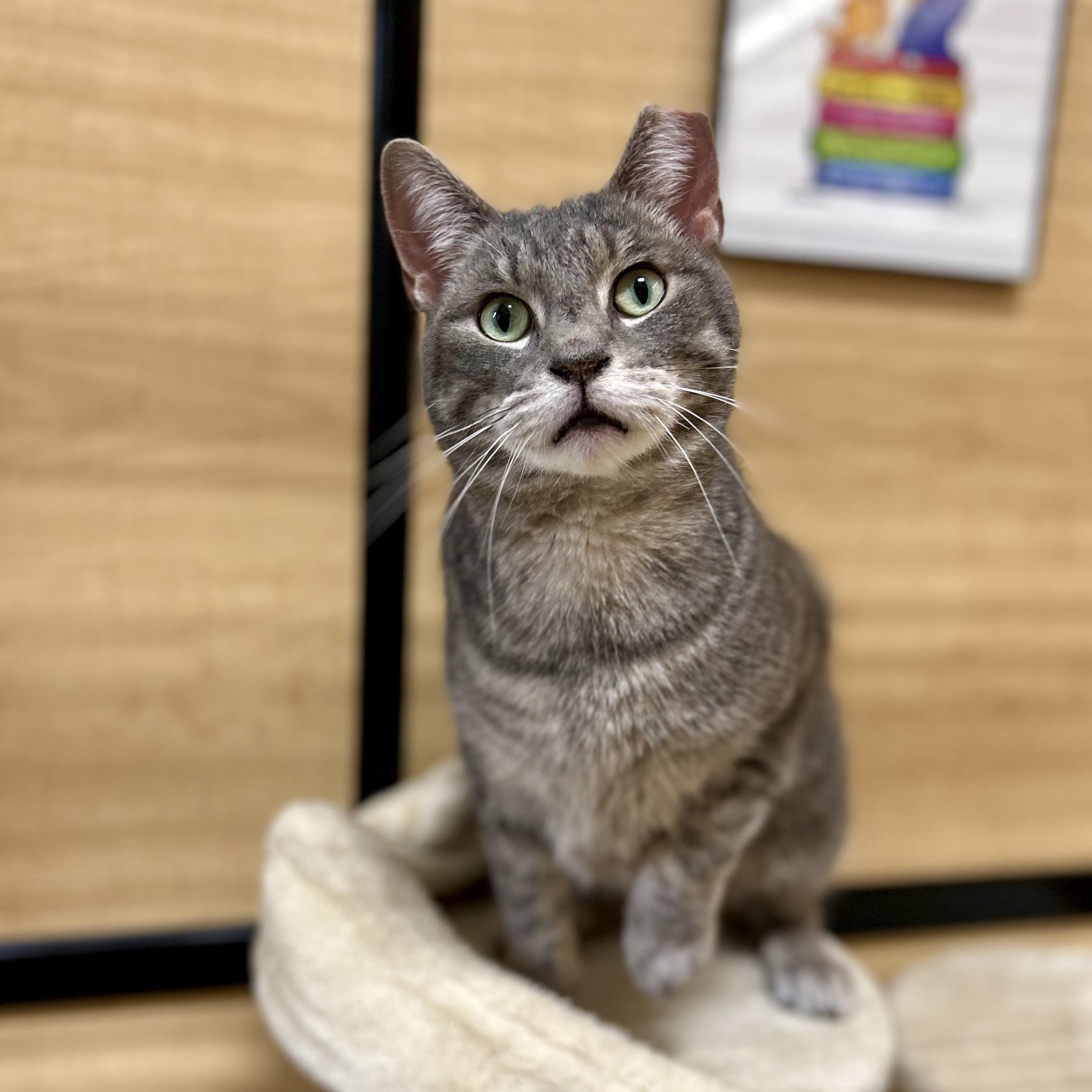 Patchie, a ADOPTABLE Domestic Short Hair in Norwalk, CT image 5/5