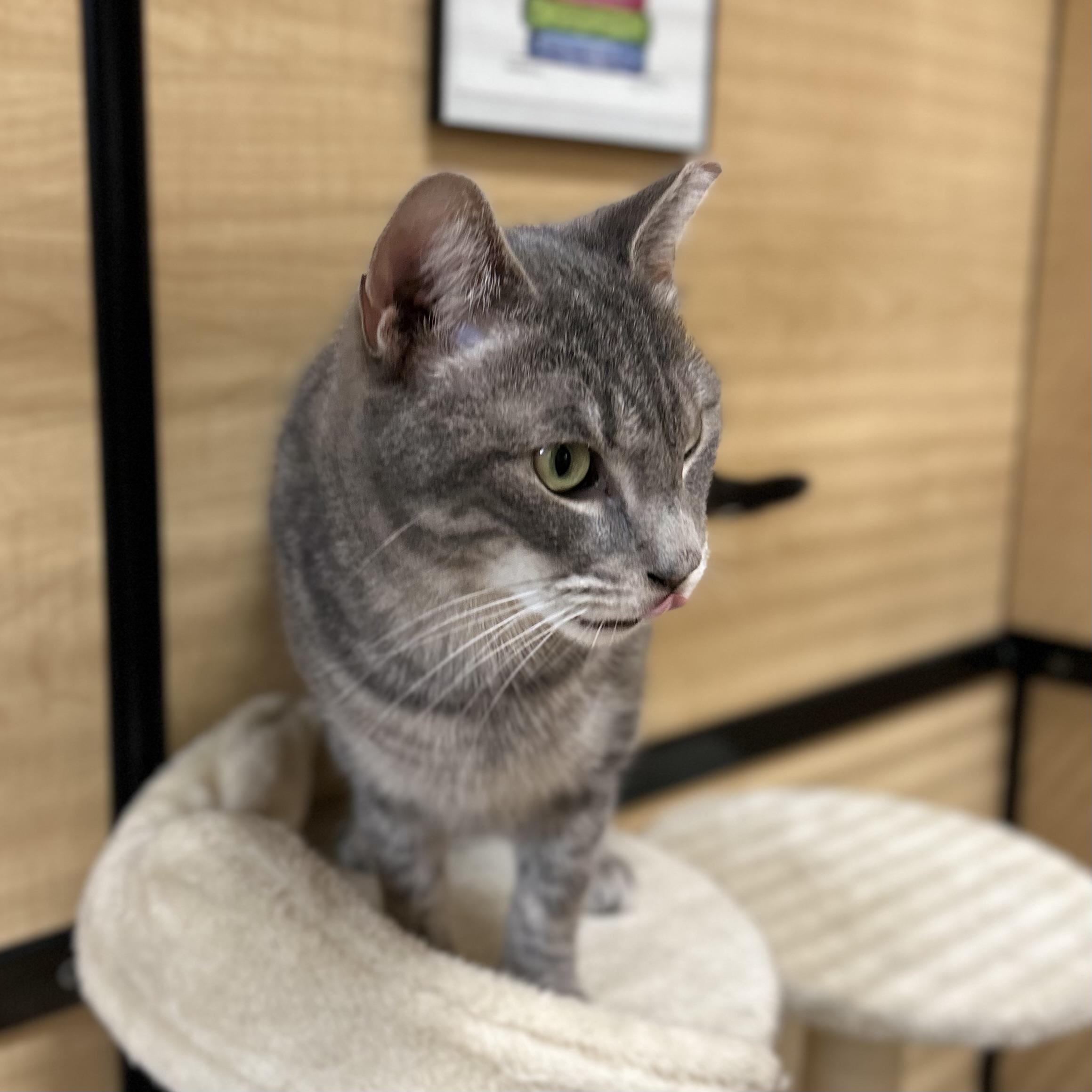 Patchie, a ADOPTABLE Domestic Short Hair in Norwalk, CT image 3/5