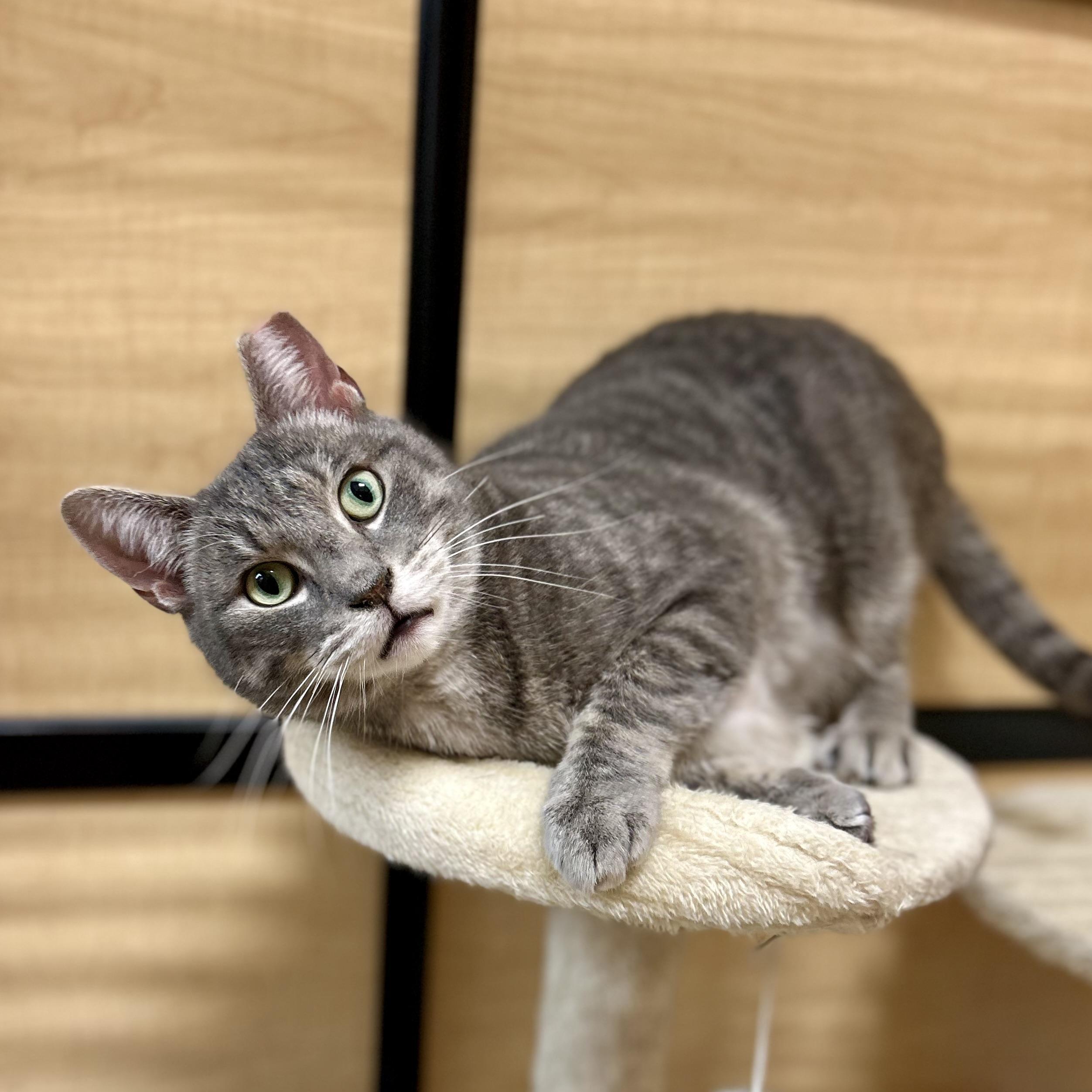 Patchie, a ADOPTABLE Domestic Short Hair in Norwalk, CT image 2/5