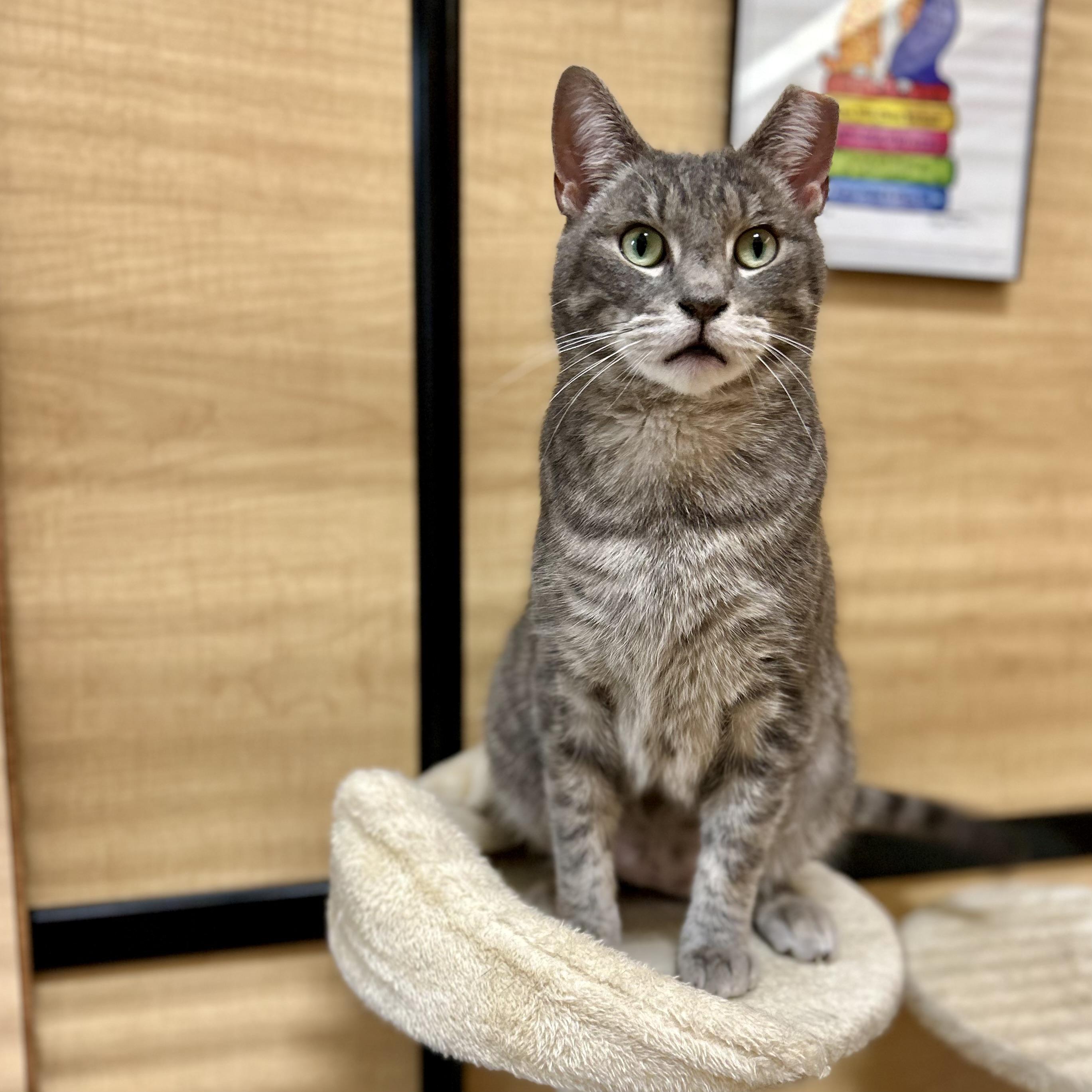 Patchie, a ADOPTABLE Domestic Short Hair in Norwalk, CT image 1/5