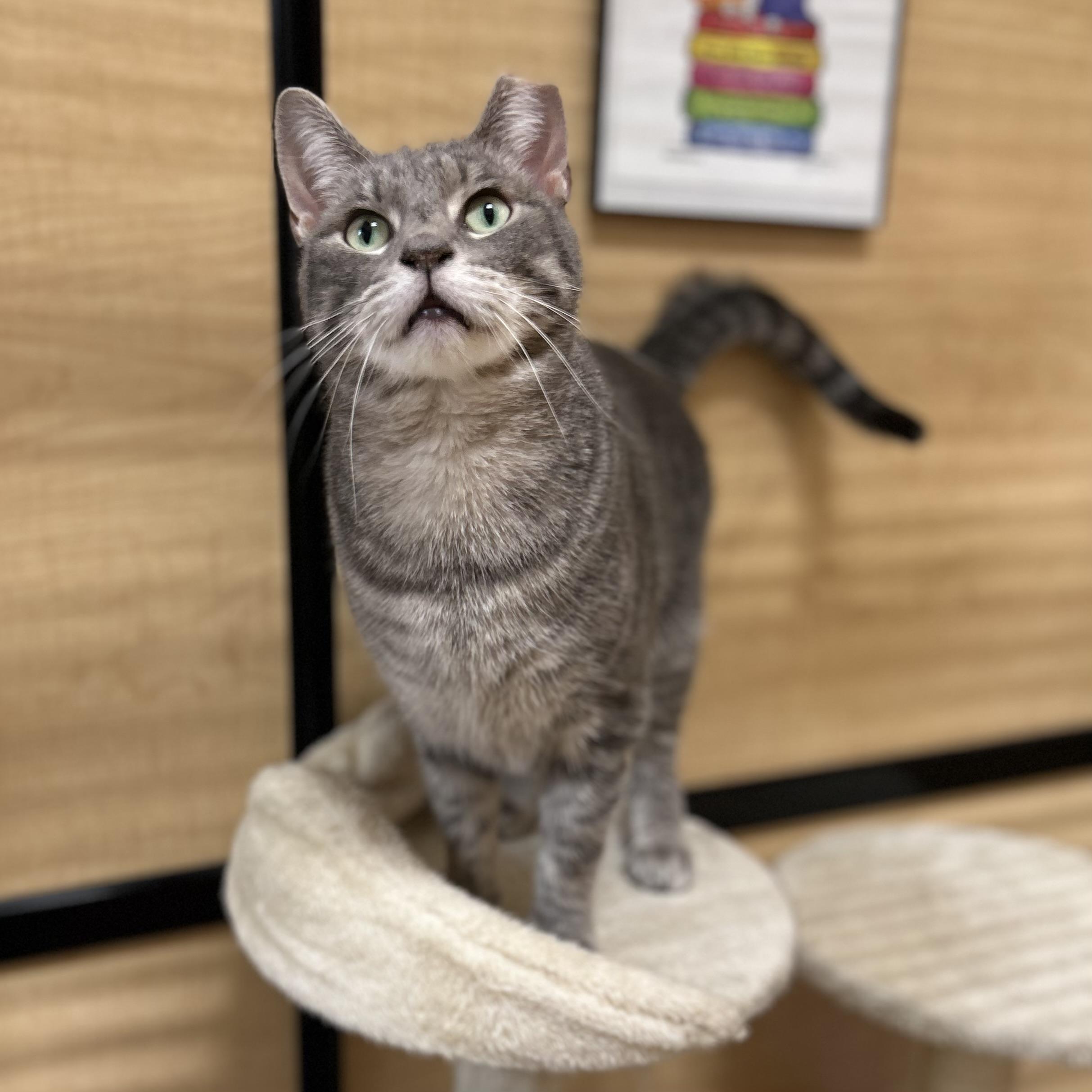 Patchie, a ADOPTABLE Domestic Short Hair in Norwalk, CT image 4/5