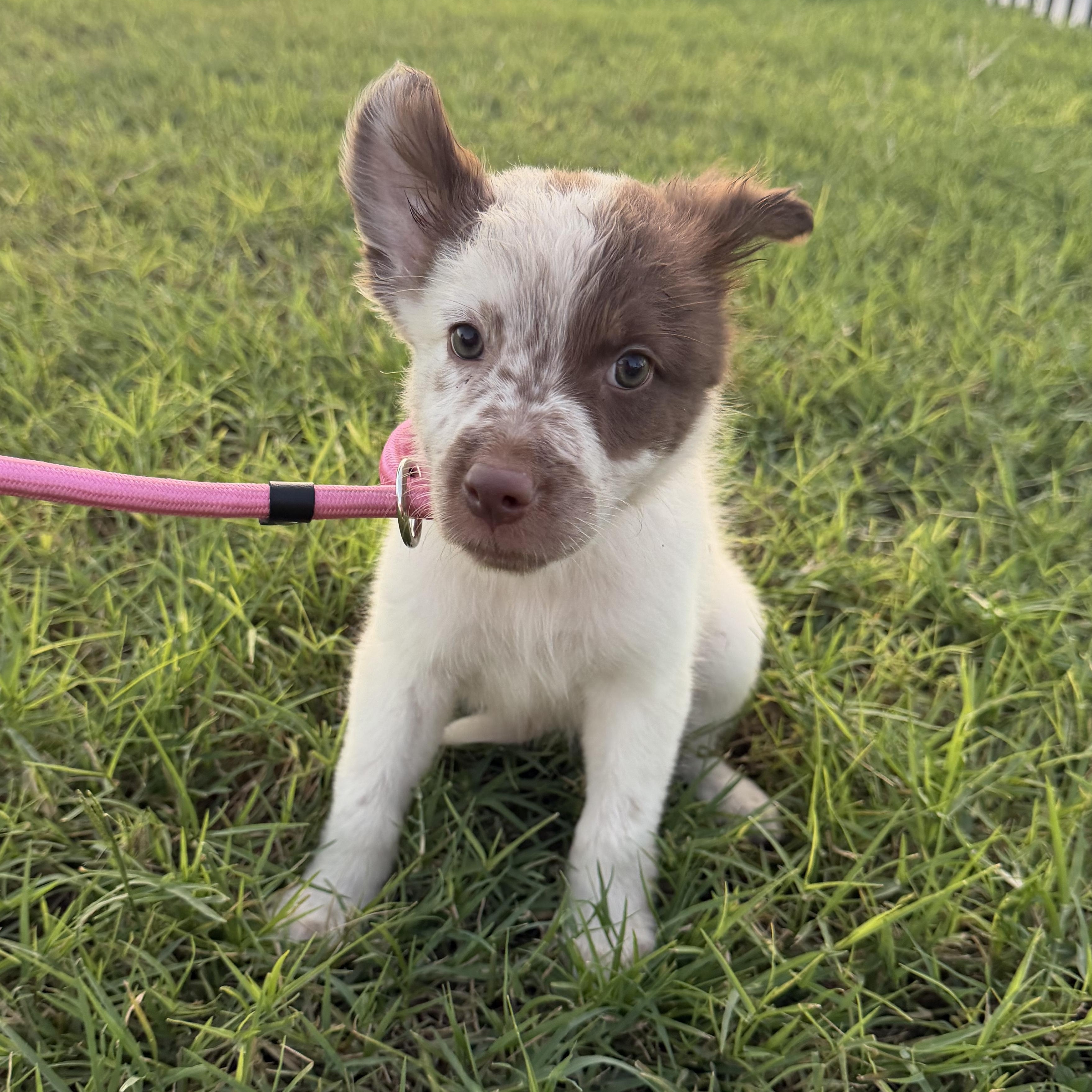 Hazel, Adopted, Puppy Female Australian Cattle Dog / Blue Heeler & Great Pyrenees.
