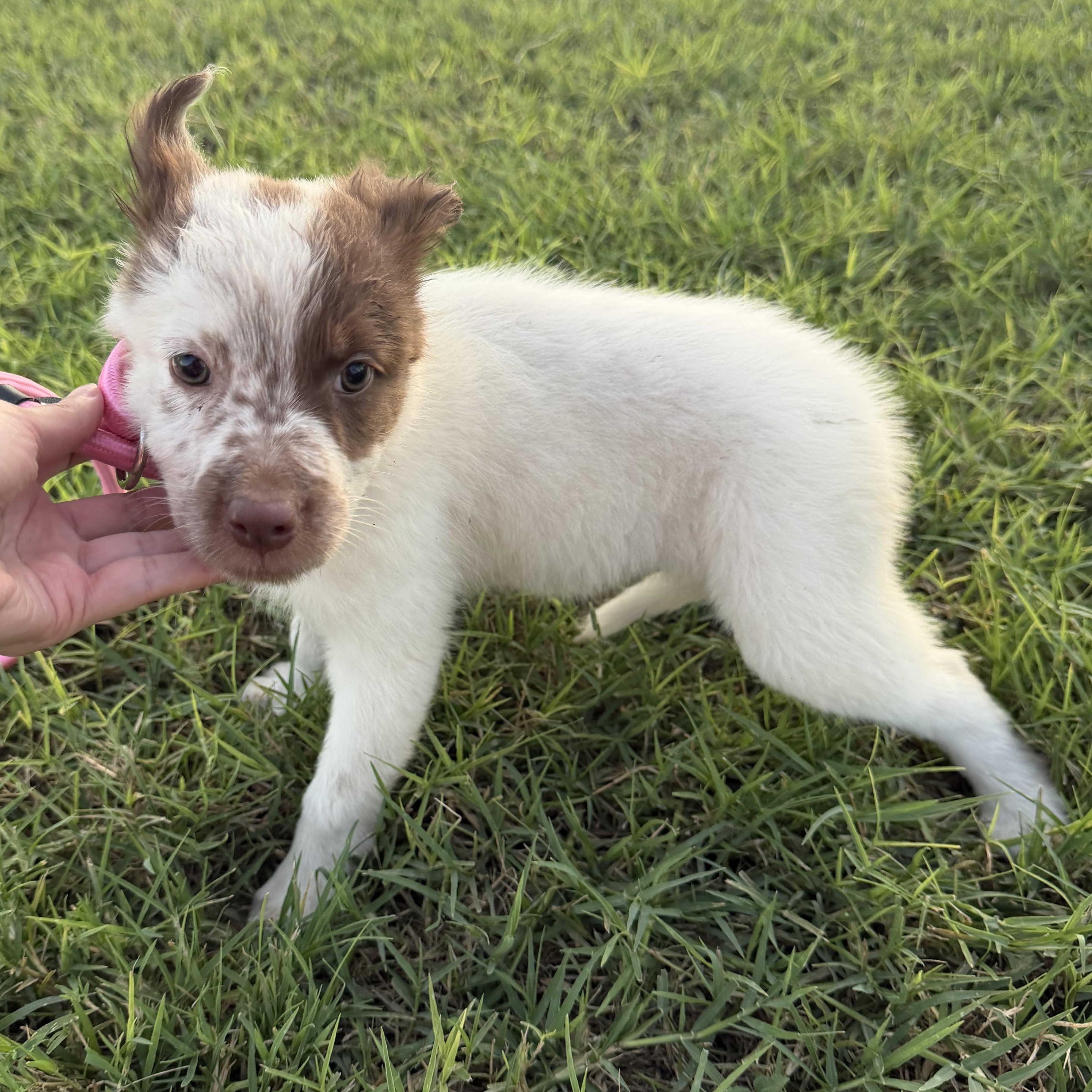 Enlarge Hazel, a Adopted mixed breed in Philadelphia, PA image 2/5