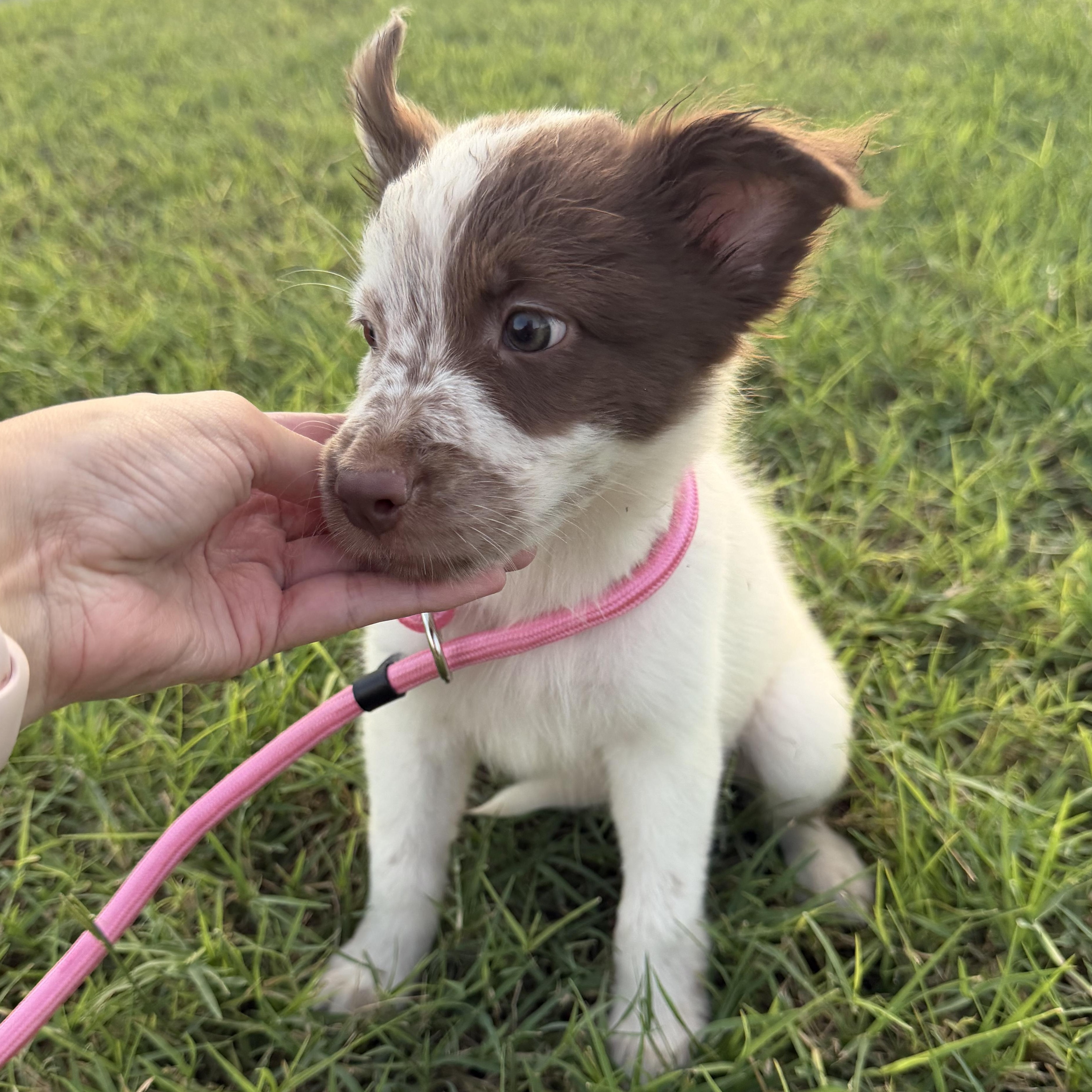 Enlarge Hazel, a Adopted mixed breed in Philadelphia, PA image 3/5
