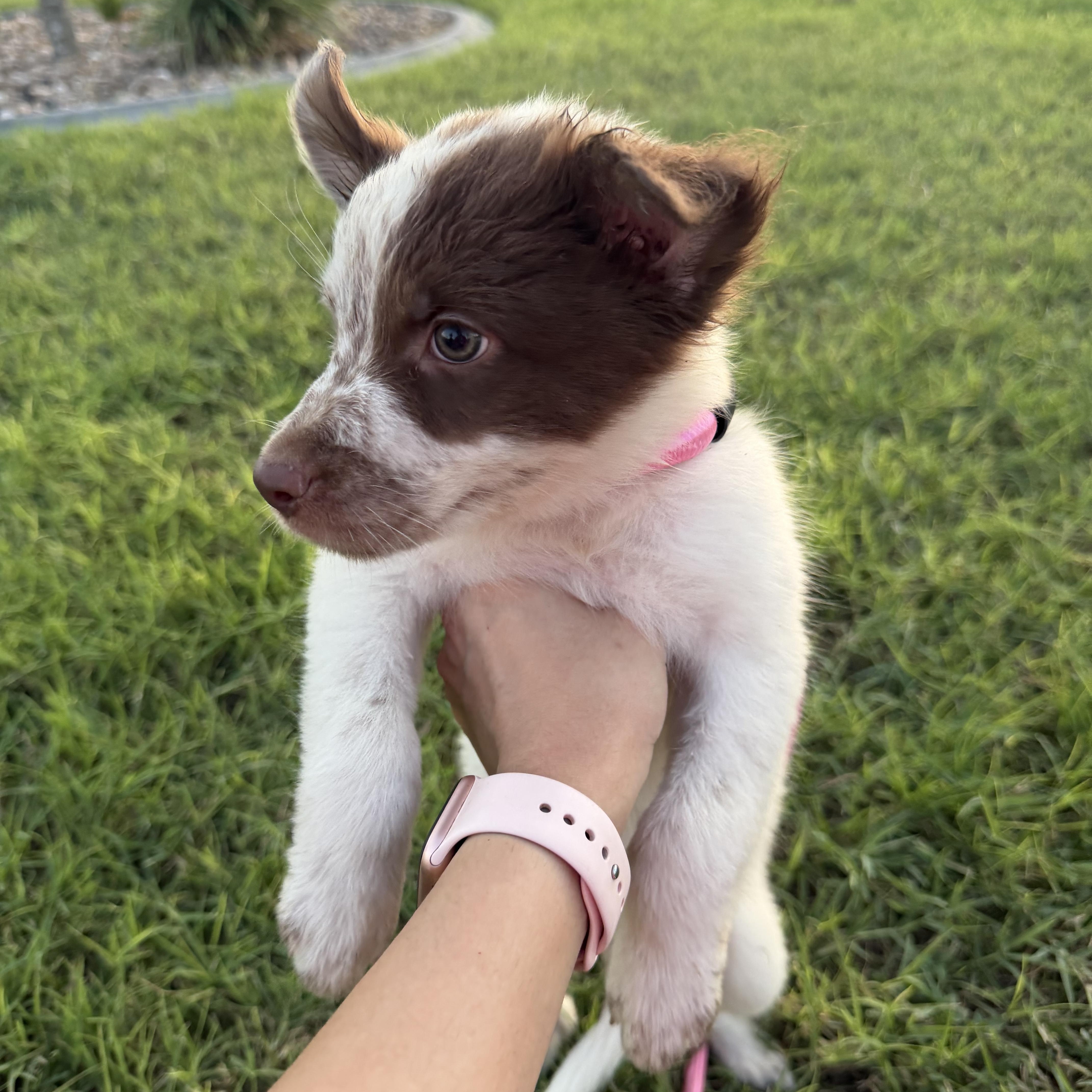 Enlarge Hazel, a Adopted mixed breed in Philadelphia, PA image 4/5