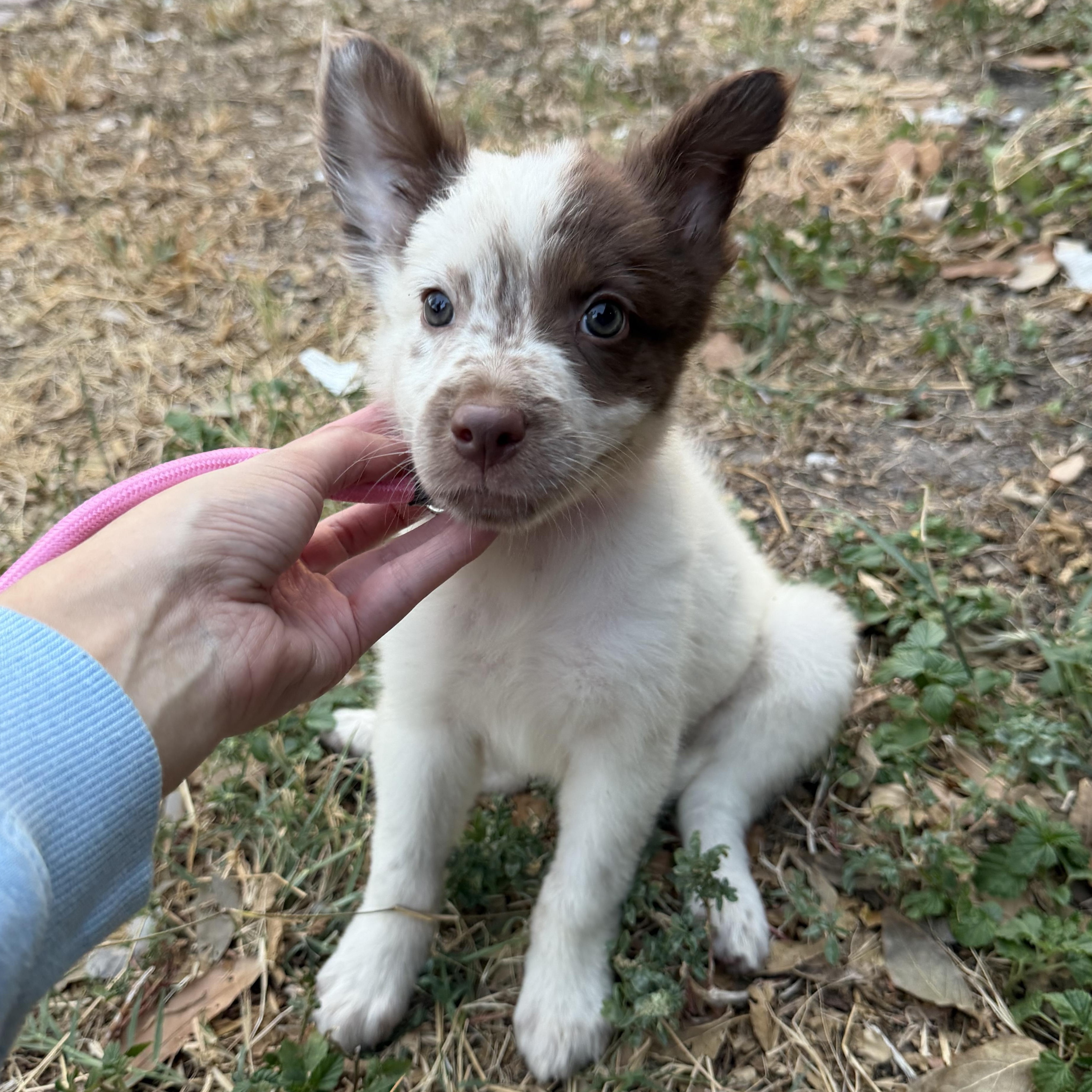 Enlarge Hazel, a Adopted mixed breed in Philadelphia, PA image 5/5