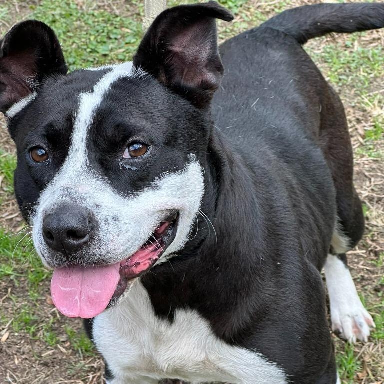 Truffles *Courtesy post*, Adoptable, Young Female Border Collie.