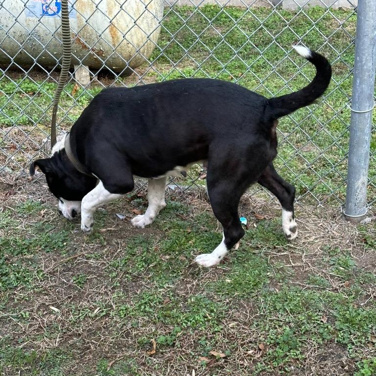 Enlarge Truffles *Courtesy post*, a Adoptable mixed breed in Chesapeake, VA image 2/2