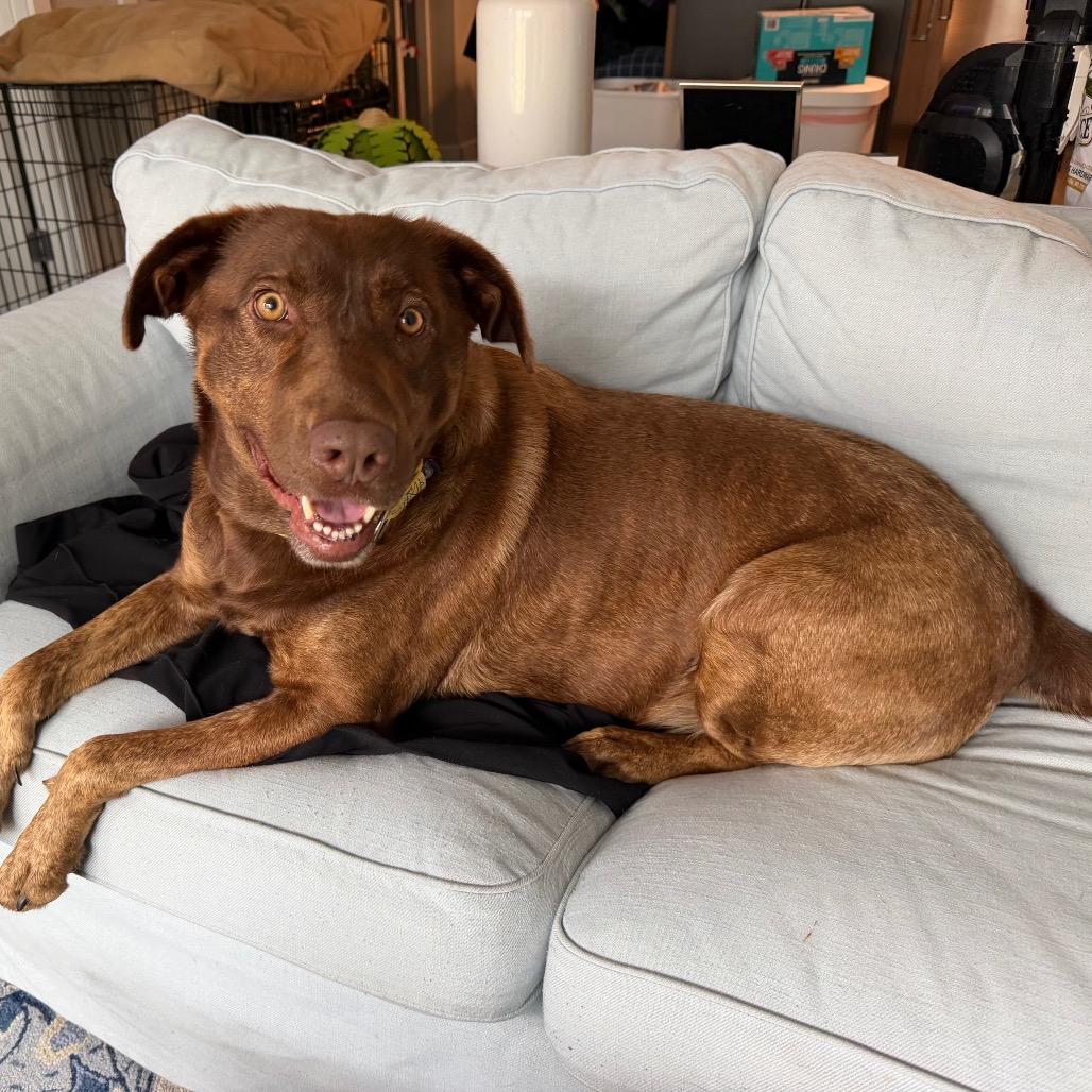 Millie, Adoptable, Adult Female Chocolate Labrador Retriever & Chesapeake Bay Retriever.