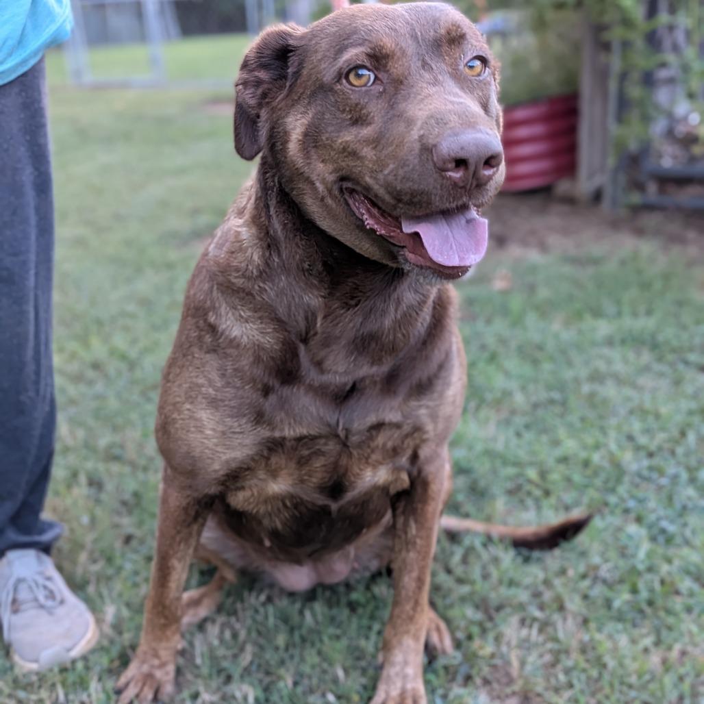 Enlarge Millie, a Adoptable mixed breed in Fairfax, VA image 2/6