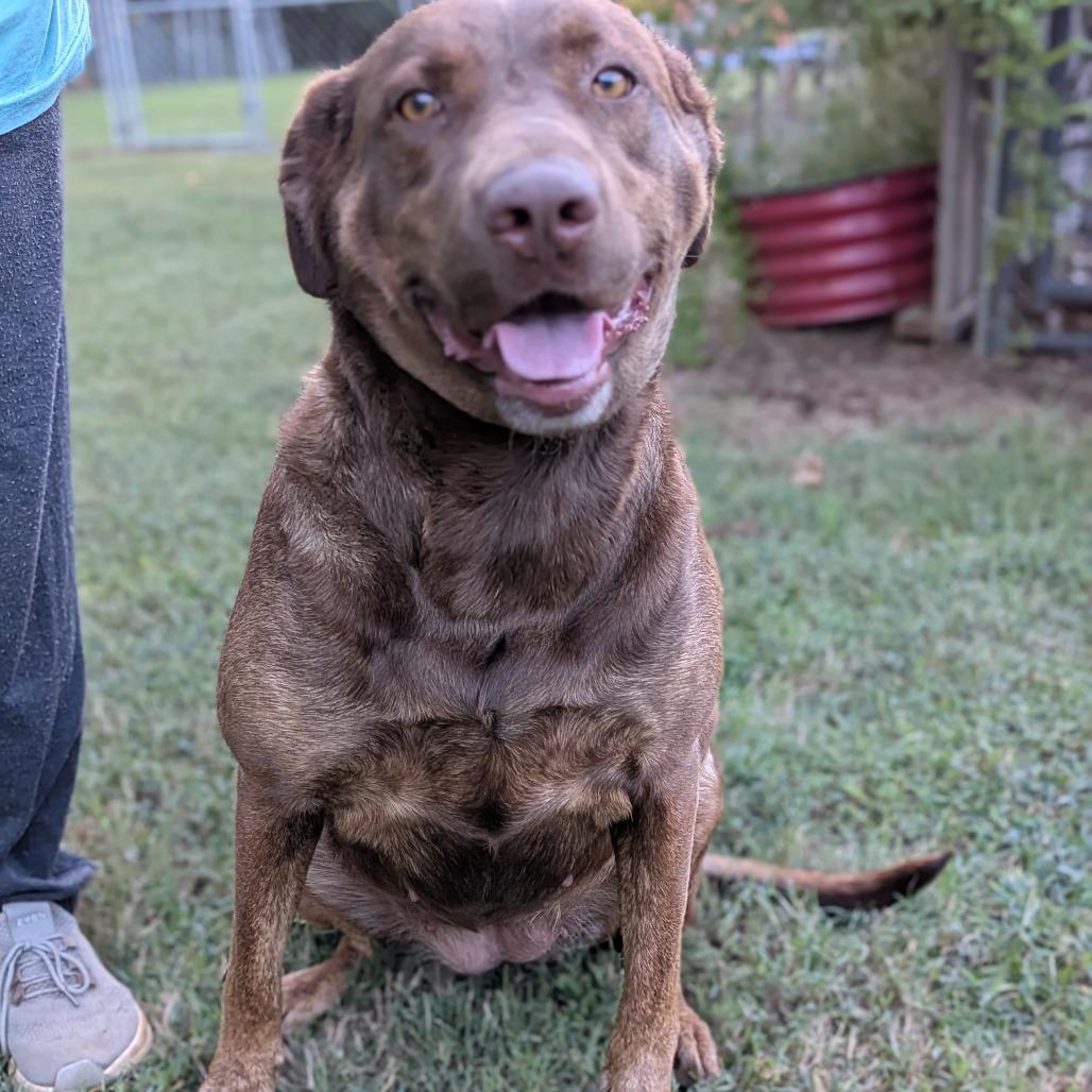 Enlarge Millie, a Adoptable mixed breed in Fairfax, VA image 3/6