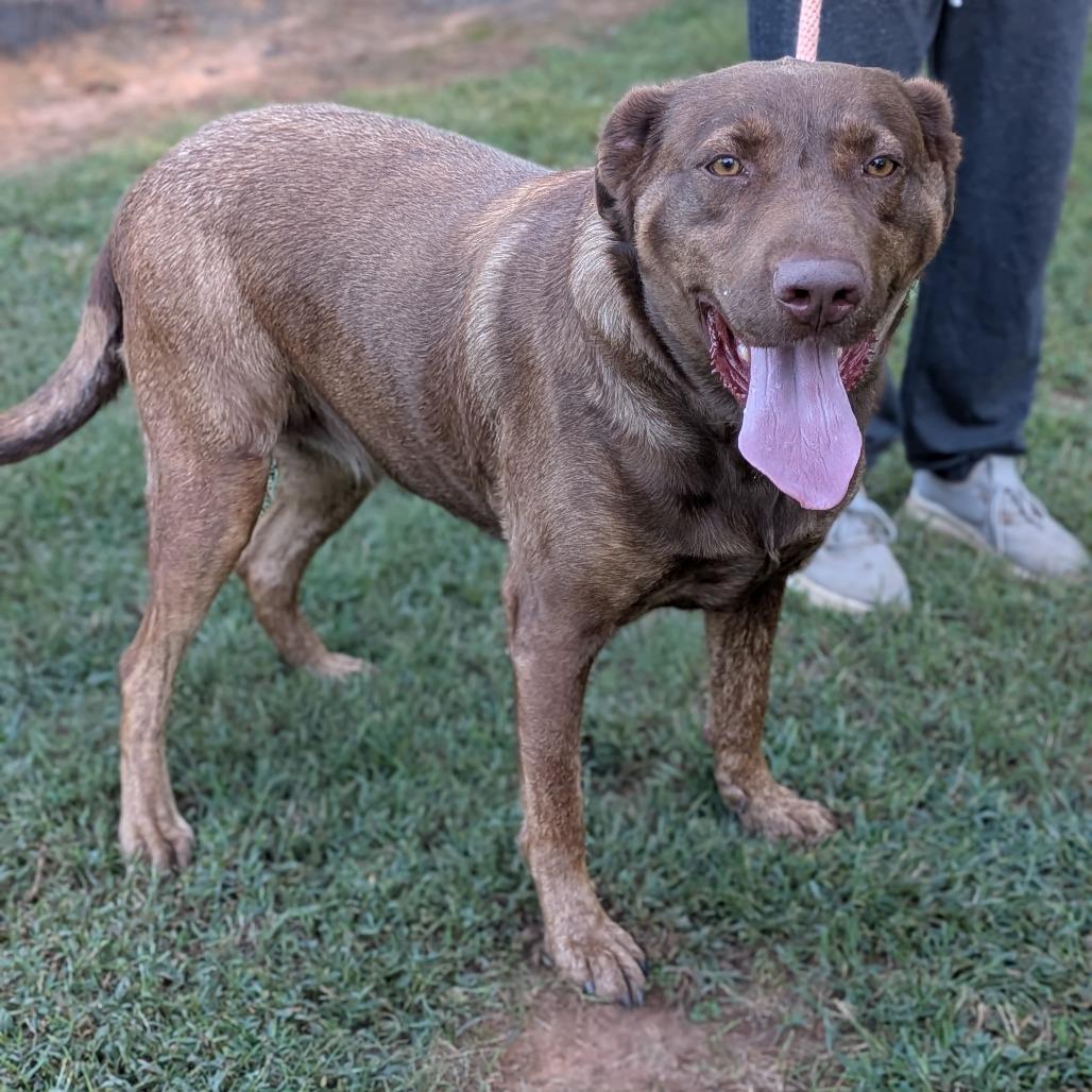 Enlarge Millie, a Adoptable mixed breed in Fairfax, VA image 4/6