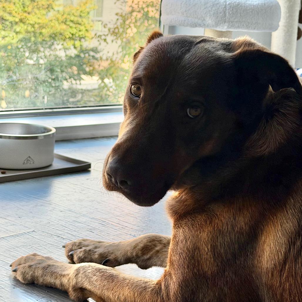 Enlarge Millie, a Adoptable mixed breed in Fairfax, VA image 5/6