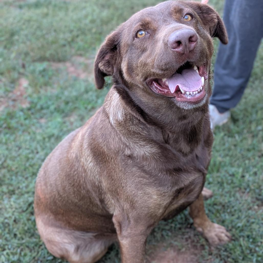 Enlarge Millie, a Adoptable mixed breed in Fairfax, VA image 6/6