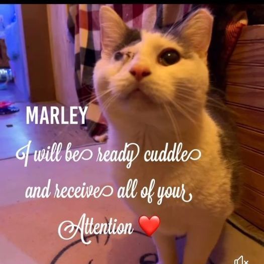 Marley 2