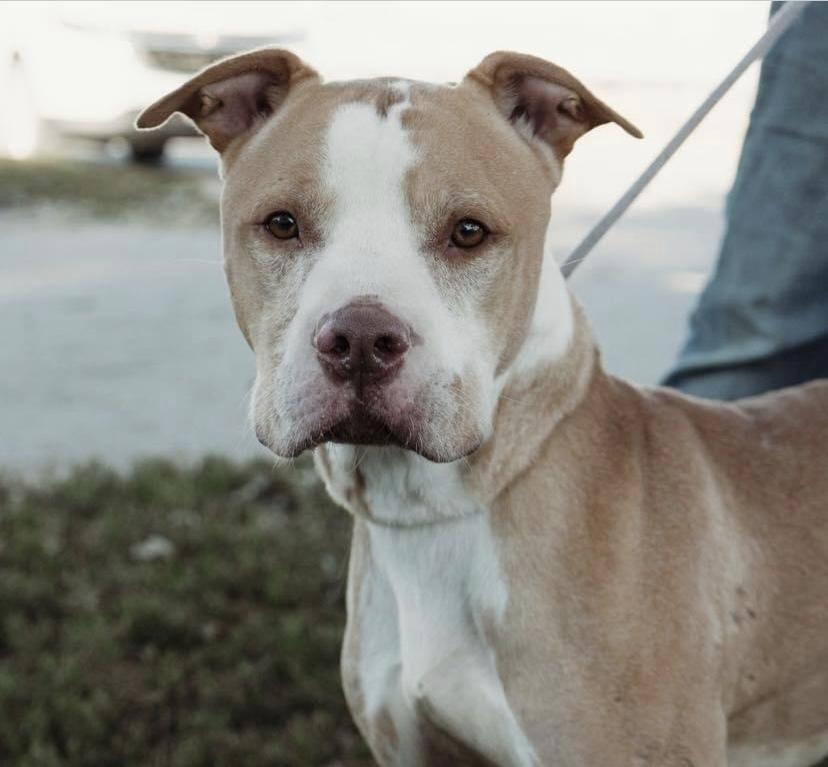 Enlarge Harrison, a Adoptable mixed breed in Fort Madison, IA image 1/4