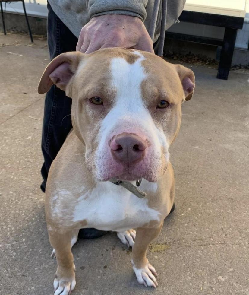 Harrison, Adoptable, Adult Male American Staffordshire Terrier.