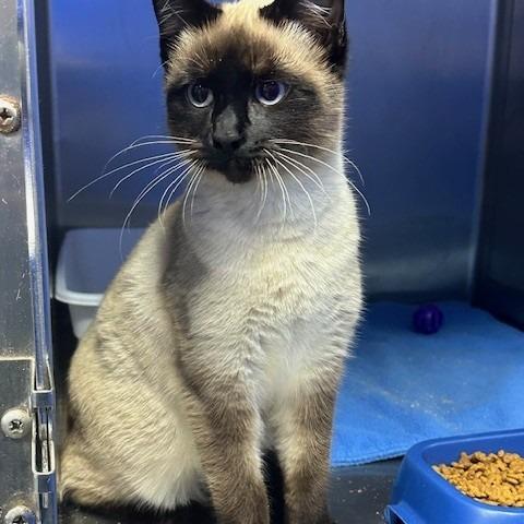 Enlarge Aggie, a Adoptable Siamese in Coos Bay, OR image 1/1