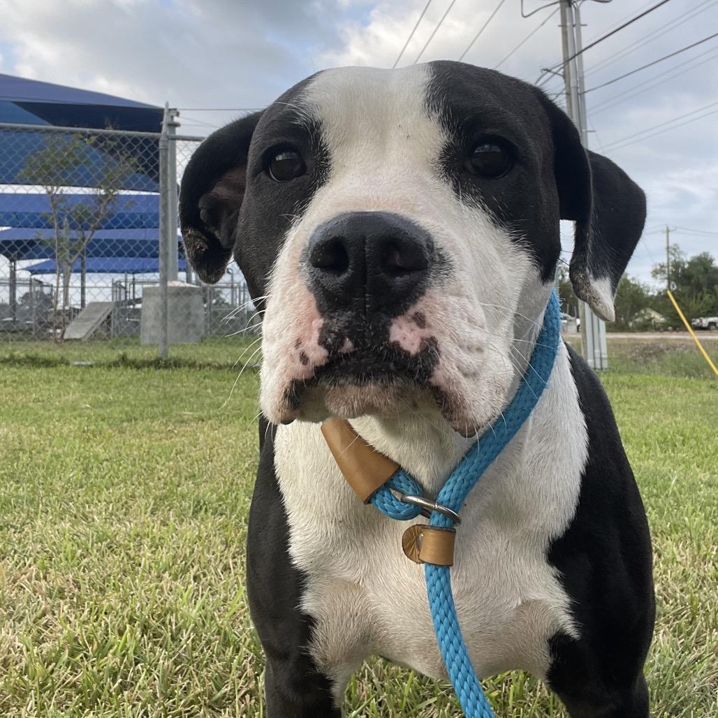 Enlarge Abigail, a Adoptable mixed breed in Dickinson, TX image 1/5